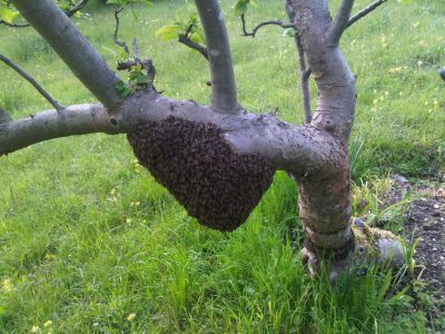 swarm in tree