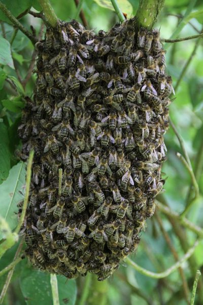 swarm-of-bees